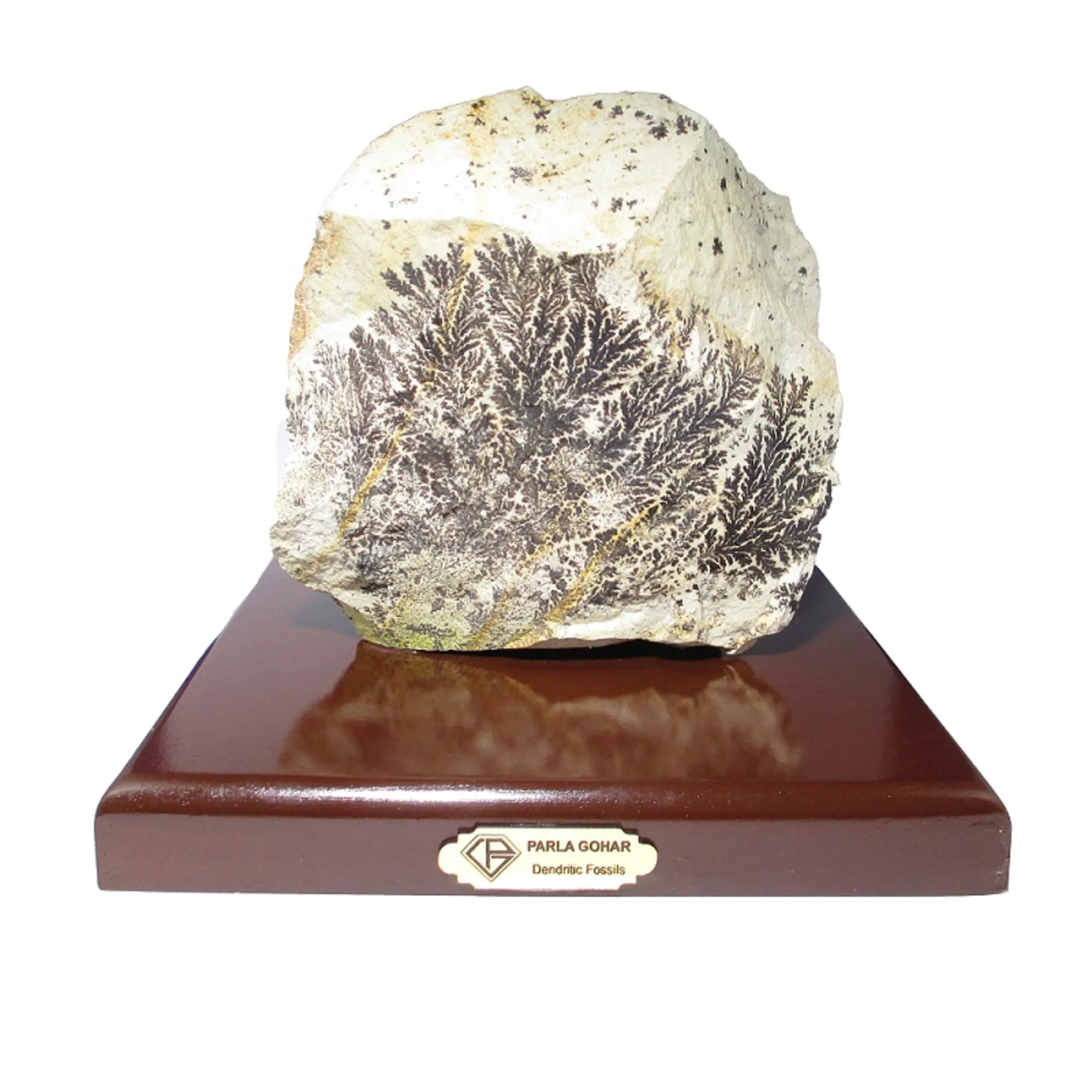 سنگ راف شجر فسیلی کد 2025